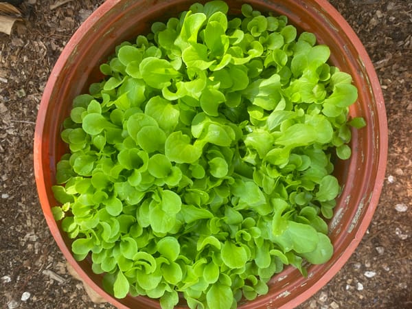 Grow your own greens, it's easier than you think